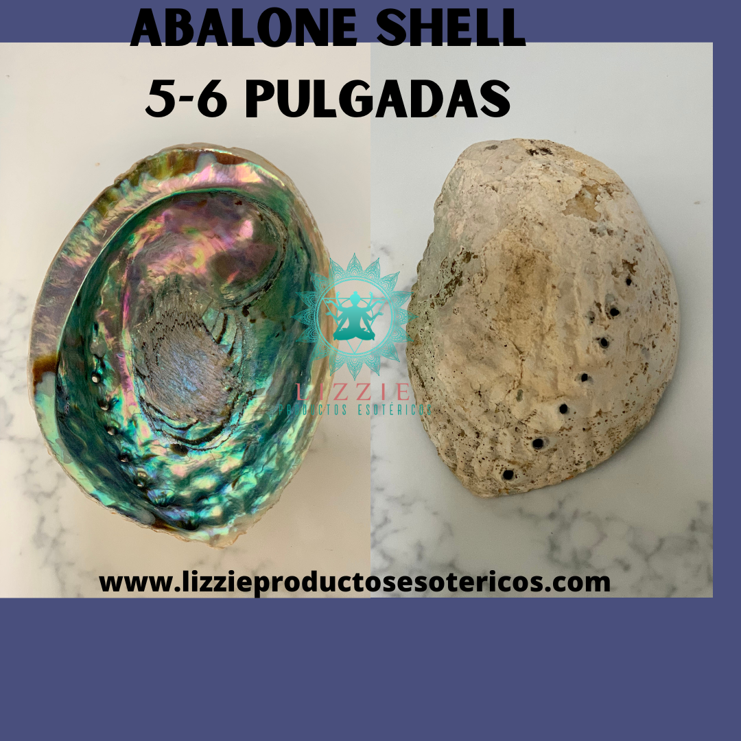 Single abalone shell with wooden pedestal