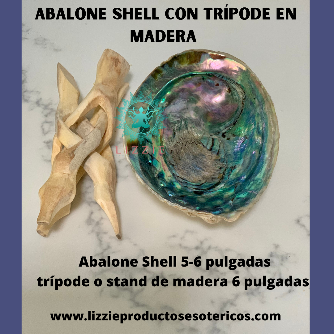 Single abalone shell with wooden pedestal