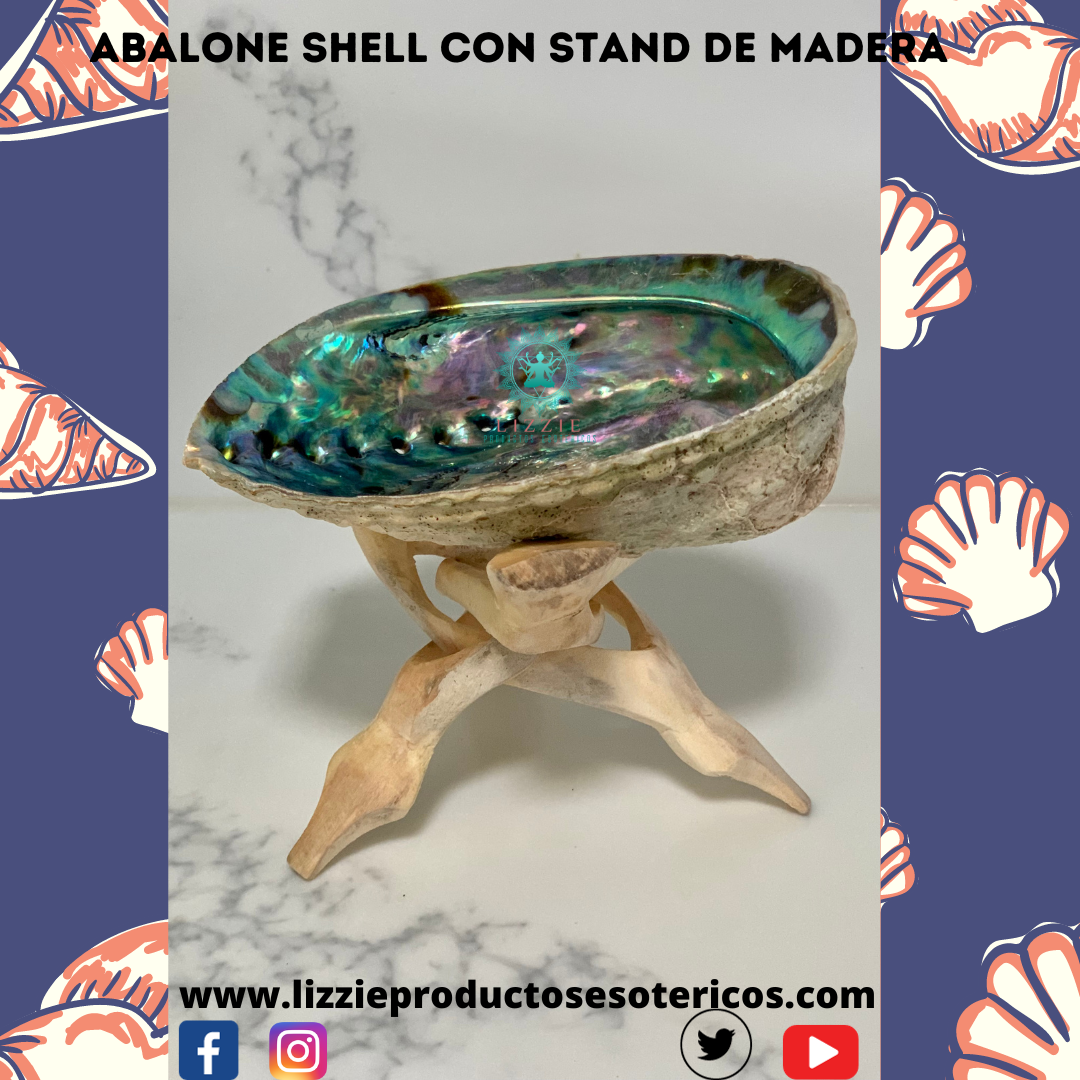 Single abalone shell with wooden pedestal