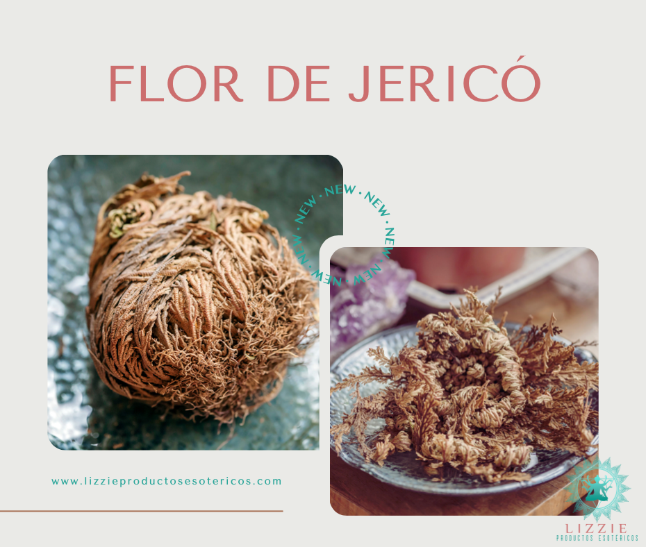 Flor de Jericó.