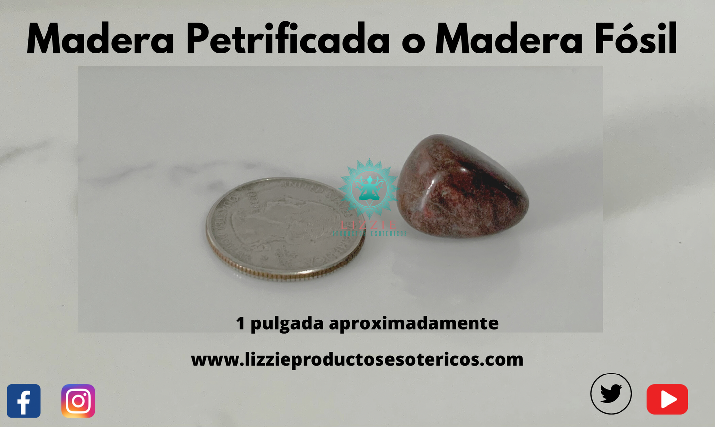 Piedra madera petrificada o madera fósil