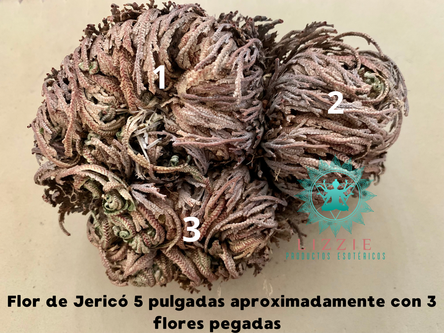 Flor de Jericó.