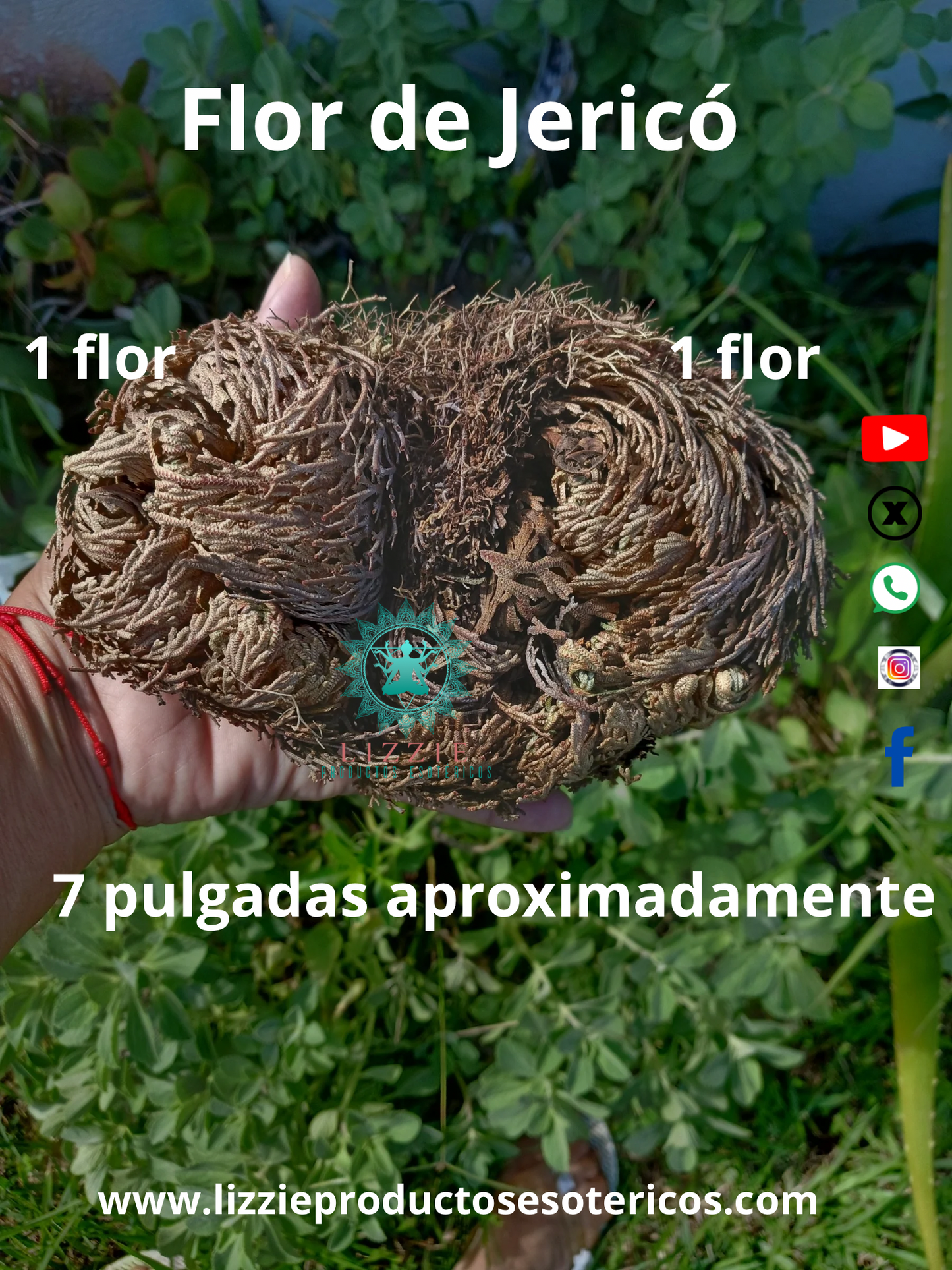 Flor de Jericó.