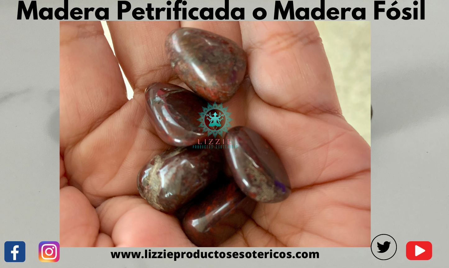 Piedra madera petrificada o madera fósil